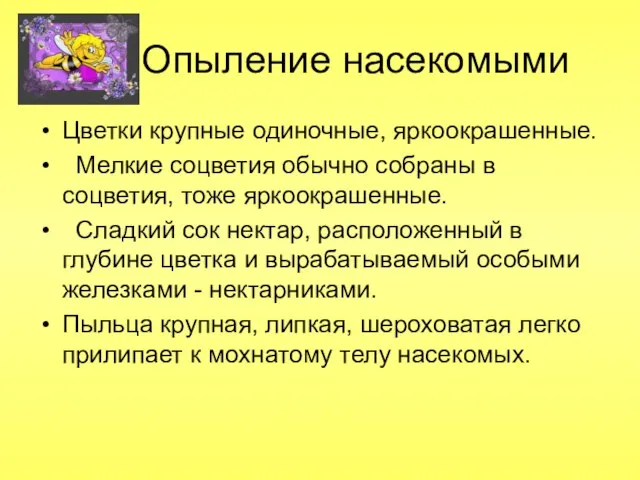 Опыление насекомыми Цветки крупные одиночные, яркоокрашенные. Мелкие соцветия обычно собраны в