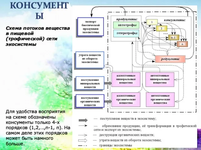 КОНСУМЕНТЫ Схема потоков вещества в пищевой (трофической) сети экосистемы Для удобства