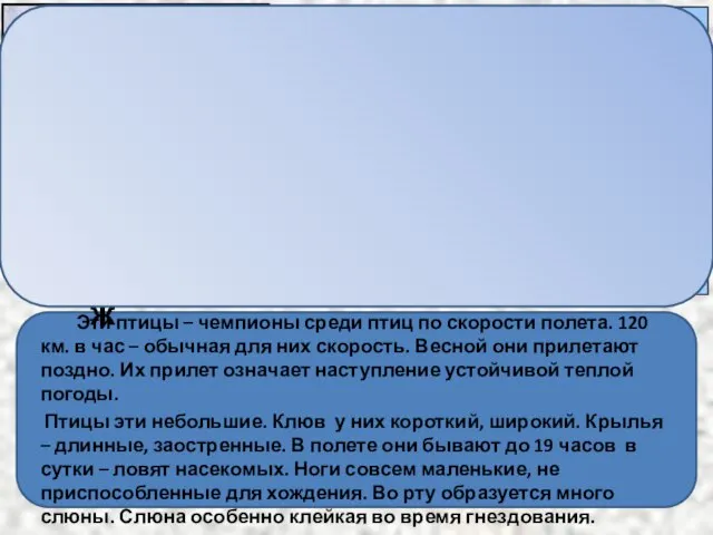 Эти птицы – чемпионы среди птиц по скорости полета. 120 км.