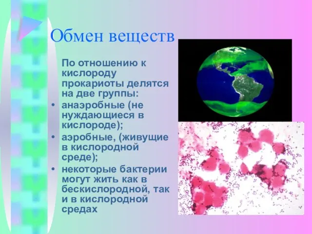 Обмен веществ По отношению к кислороду прокариоты делятся на две группы: