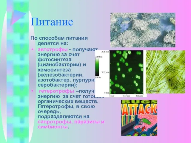 Питание По способам питания делятся на: автотрофы - получают энергию за