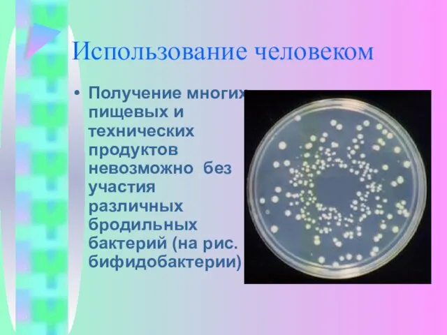 Использование человеком Получение многих пищевых и технических продуктов невозможно без участия