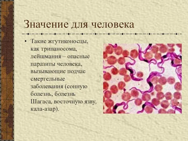 Значение для человека Такие жгутиконосцы, как трипаносома, лейшмания – опасные паразиты