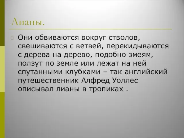 Лианы. Они обвиваются вокруг стволов, свешиваются с ветвей, перекидываются с дерева