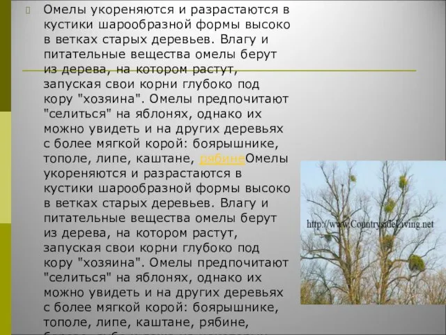 Омелы укореняются и разрастаются в кустики шарообразной формы высоко в ветках