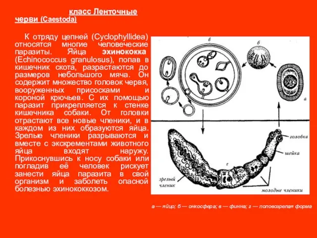 класс Ленточные черви (Caestoda) К отряду цепней (Cyclophyllidea) относятся многие человеческие