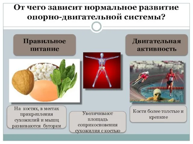 От чего зависит нормальное развитие опорно-двигательной системы? Правильное питание Двигательная активность