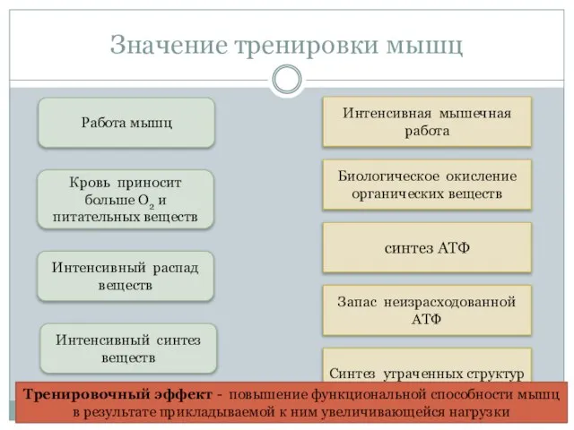 Значение тренировки мышц Работа мышц Кровь приносит больше О2 и питательных