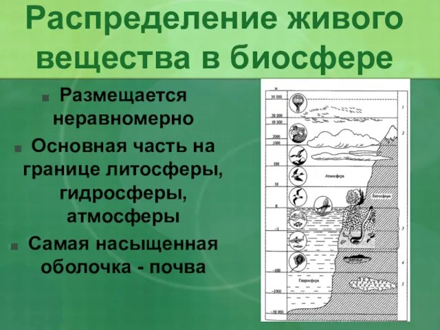 Распределение живого вещества в биосфере Размещается неравномерно Основная часть на границе