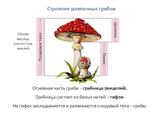 Строение шляпочных грибов Основная часть гриба – грибница (мицелий). Грибница состоит