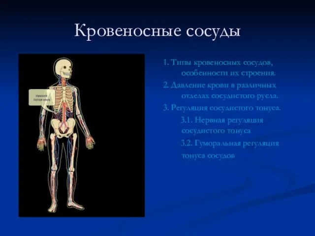 Кровеносные сосуды 1. Типы кровеносных сосудов, особенности их строения. 2. Давление