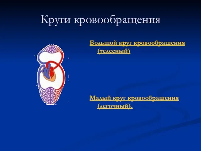 Круги кровообращения Большой круг кровообращения (телесный) Малый круг кровообращения (легочный).