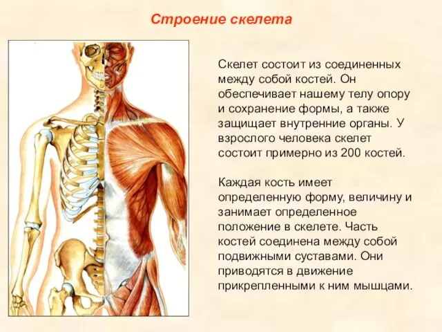 Строение скелета Скелет состоит из соединенных между собой костей. Он обеспечивает