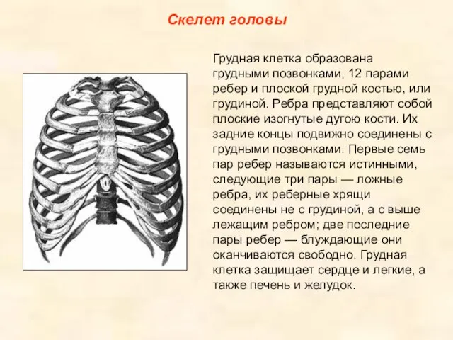 Скелет головы Грудная клетка образована грудными позвонками, 12 парами ребер и