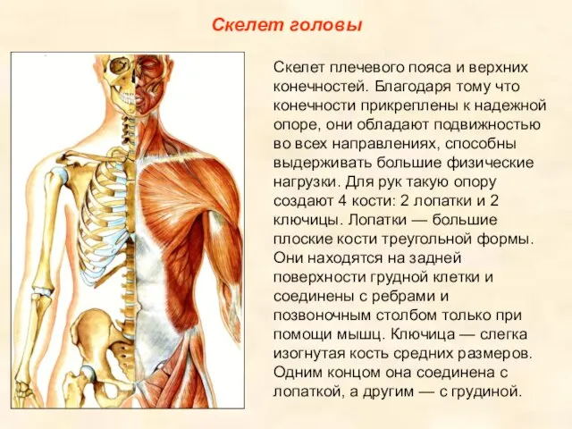 Скелет головы Скелет плечевого пояса и верхних конечностей. Благодаря тому что
