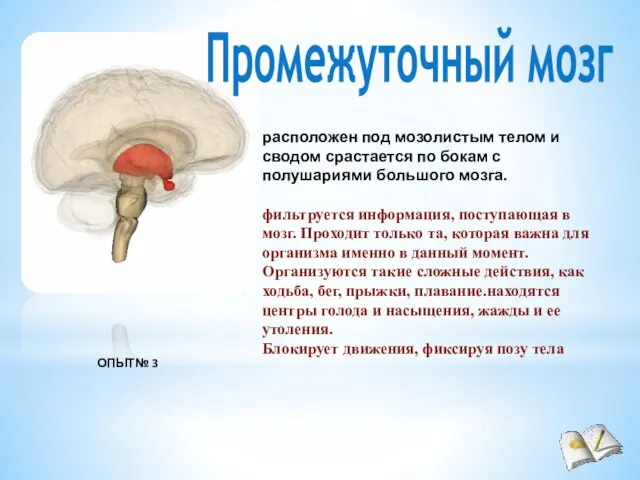 Промежуточный мозг расположен под мозолистым телом и сводом срастается по бокам