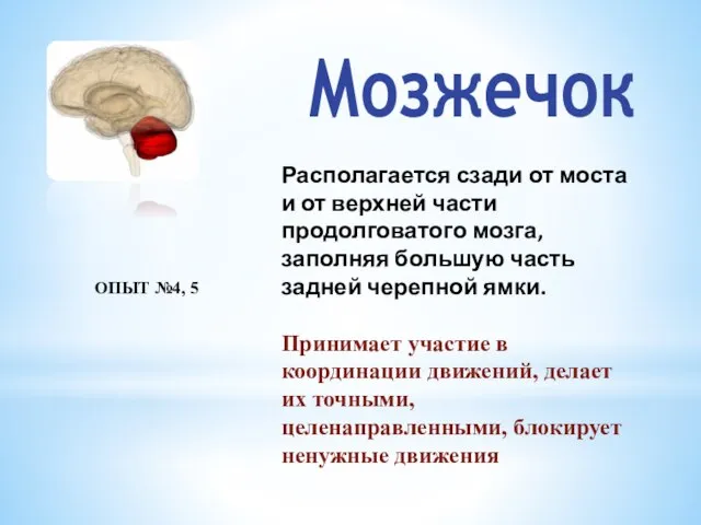 Мозжечок Располагается сзади от моста и от верхней части продолговатого мозга,