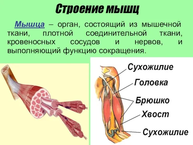 Строение мышц Мышца – орган, состоящий из мышечной ткани, плотной соединительной