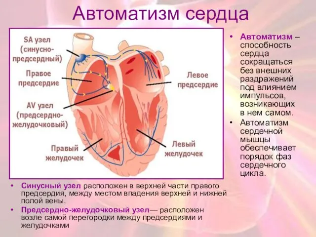 Автоматизм сердца Cинусный узел расположен в верхней части правого предсердия, между