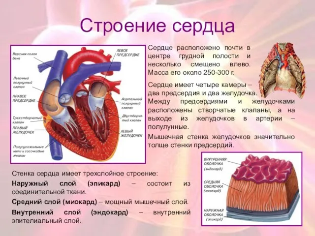 Строение сердца Сердце имеет четыре камеры – два предсердия и два