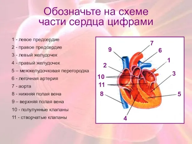 Обозначьте на схеме части сердца цифрами 1 - левое предсердие 2