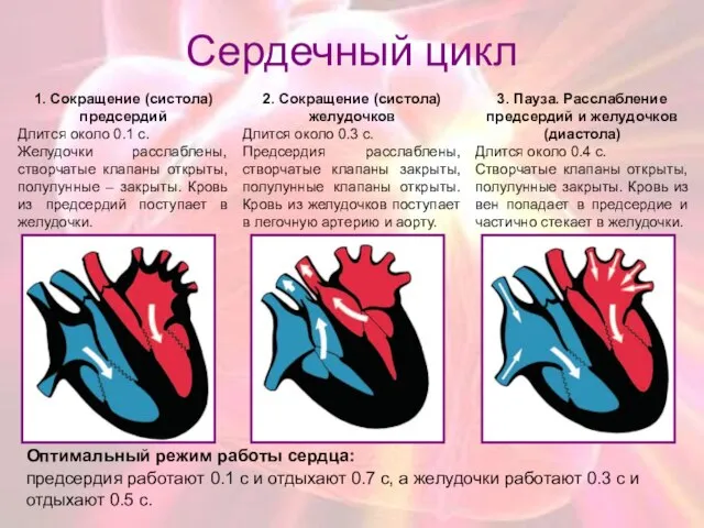 Сердечный цикл 1. Сокращение (систола) предсердий Длится около 0.1 с. Желудочки