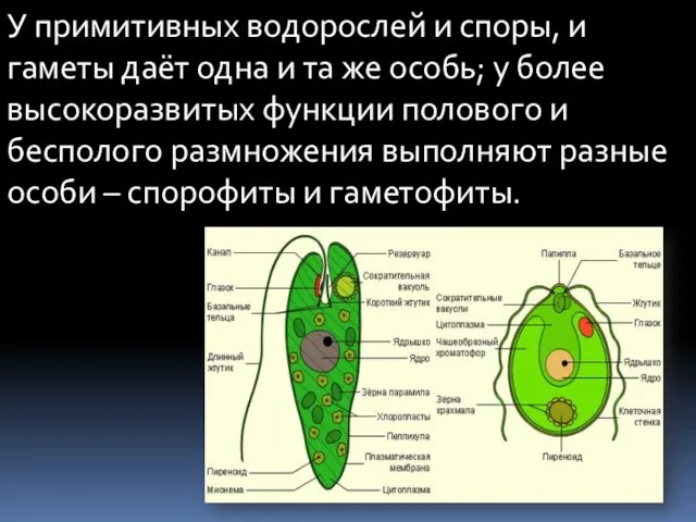 У примитивных водорослей и споры, и гаметы даёт одна и та