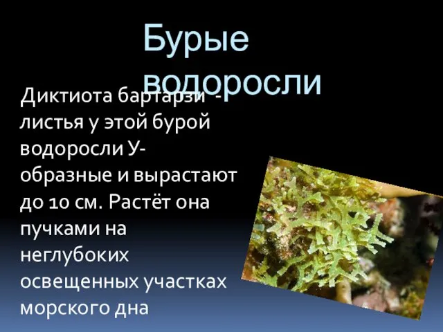 Бурые водоросли Диктиота бартарзи - листья у этой бурой водоросли У-образные