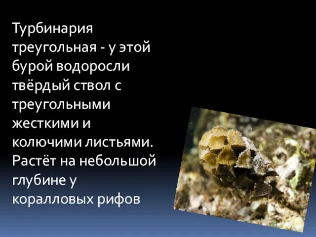 Турбинария треугольная - у этой бурой водоросли твёрдый ствол с треугольными