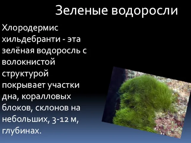 Зеленые водоросли Хлородермис хильдебранти - эта зелёная водоросль с волокнистой структурой