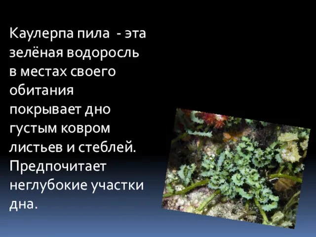 Каулерпа пила - эта зелёная водоросль в местах своего обитания покрывает