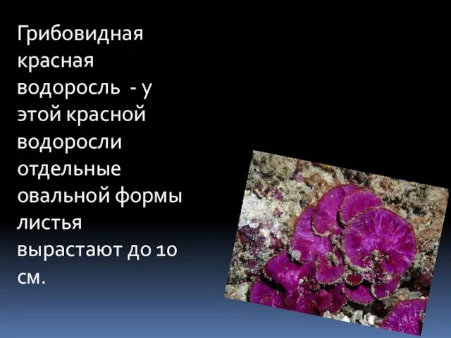 Грибовидная красная водоросль - у этой красной водоросли отдельные овальной формы листья вырастают до 10 см.