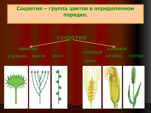 Соцветия – группа цветов в определенном порядке. СОЦВЕТИЯ простые сложные корзинка