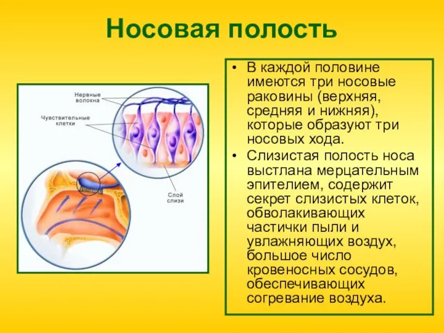 Носовая полость В каждой половине имеются три носовые раковины (верхняя, средняя