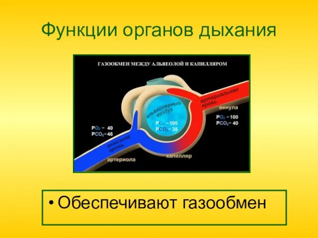 Функции органов дыхания Обеспечивают газообмен