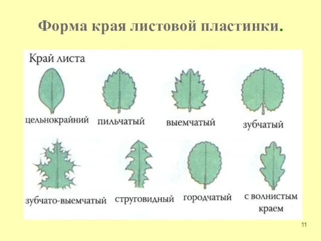 Форма края листовой пластинки.