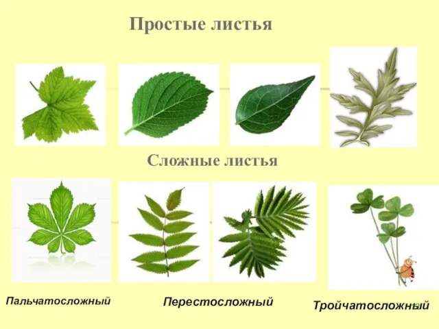 Простые листья Сложные листья Пальчатосложный Перестосложный Тройчатосложный