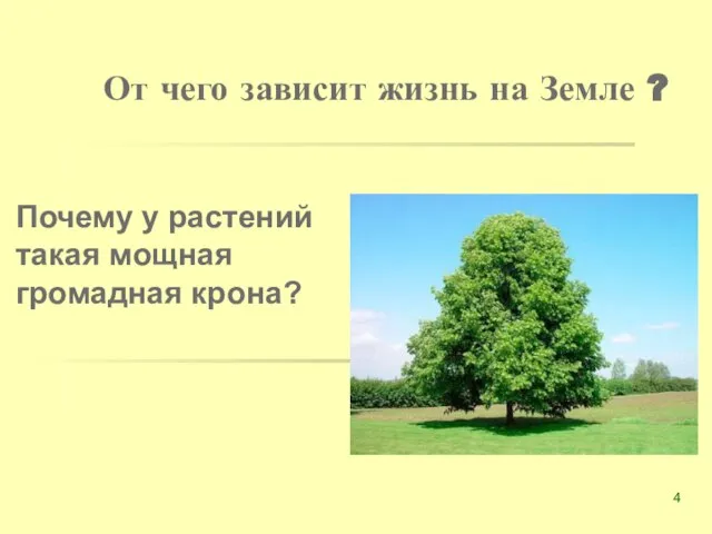 От чего зависит жизнь на Земле ? Почему у растений такая мощная громадная крона?