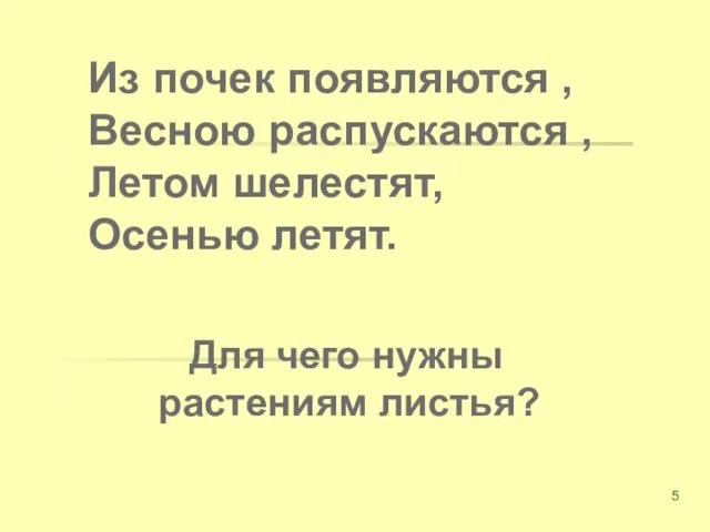 Из почек появляются , Весною распускаются , Летом шелестят, Осенью летят. Для чего нужны растениям листья?