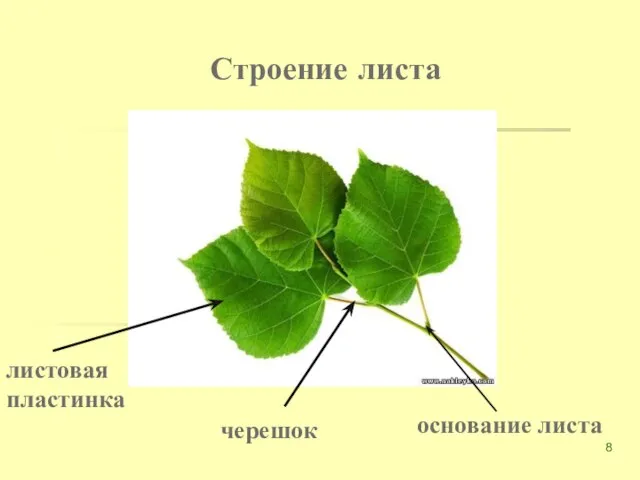 Строение листа листовая пластинка черешок основание листа