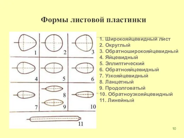 Формы листовой пластинки 1. Широкояйцевидный лист 2. Округлый 3. Обратноширокояйцевидный 4.