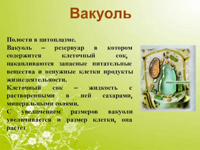 Вакуоль Полости в цитоплазме. Вакуоль – резервуар в котором содержится клеточный