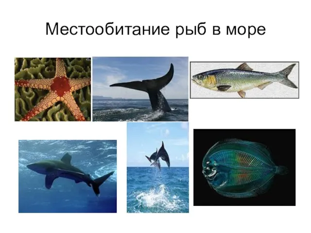 Местообитание рыб в море