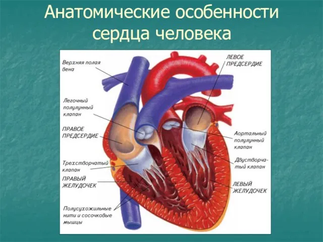 Анатомические особенности сердца человека