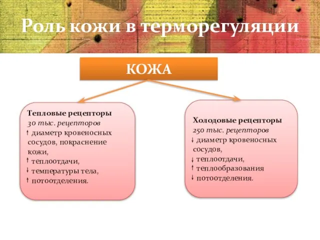 Роль кожи в терморегуляции КОЖА Тепловые рецепторы 30 тыс. рецепторов диаметр