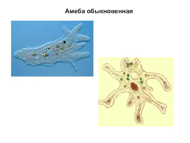 Амеба обыкновенная