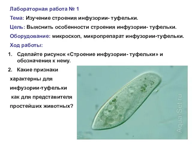 Лабораторная работа № 1 Тема: Изучение строения инфузории- туфельки. Цель: Выяснить