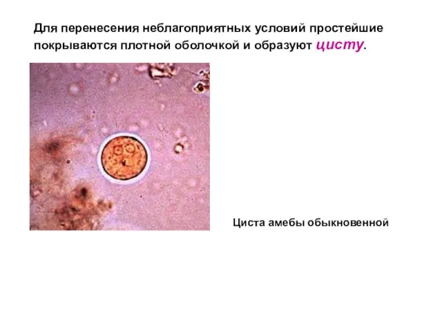 Для перенесения неблагоприятных условий простейшие покрываются плотной оболочкой и образуют цисту. Циста амебы обыкновенной