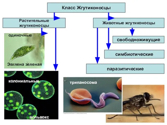 Класс Жгутиконосцы Животные жгутиконосцы Растительные жгутиконосцы паразитические свободноживущие одиночные Эвглена зеленая колониальные вольвокс симбиотические трипаносома