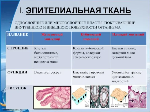 I. ЭПИТЕЛИАЛЬНАЯ ТКАНЬ ОДНОСЛОЙНЫЕ ИЛИ МНОГОСЛОЙНЫЕ ПЛАСТЫ, ПОКРЫВАЮЩИЕ ВНУТРЕННЮЮ И ВНЕШНЮЮ ПОВЕРХНОСТИ ОРГАНИЗМА